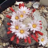 Mammillaria lenta JL2794.jpg